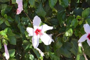 Tropical flowers on Rhodes island in Greece photo