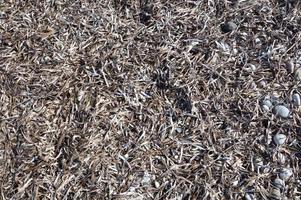 Seaweed texture on the shores of the Aegean Sea photo