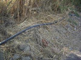 Flexible hose for water supply lies along the road photo