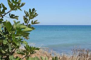 Ripe fig tree on the Aegean coast photo