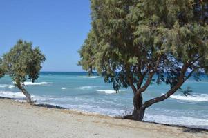 Los árboles crecen a lo largo de la playa del Egeo en la isla de Rodas en Grecia foto