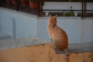 Cats and cats on the island of Rhodes in greece photo