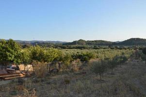 Olive tree garden on Rhodes island in Greece photo