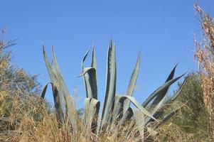 cactus crece en la isla de rodas en grecia foto