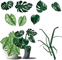 Monstera plant illustration vector image on a yellow background