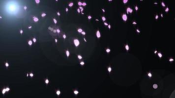 bagliore luce sakura fiore di ciliegio animazione ciclo di particelle