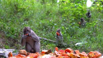 Monkeys eating papaya fruit outdoors