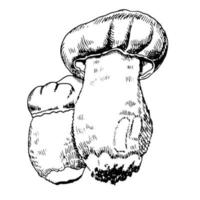 A hand-drawn sketch of  mushrooms. Vector vintage illustration. Drawing with an ink pen. Vintage sketch style on a white background.