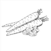 Vector hand drawn vegetable  Illustration. Detailed retro style hand-drawn sketch of some carrots. Vintage sketch element for labels, packaging and cards design.