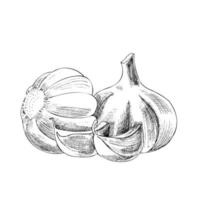 Vector hand drawn vegetable Illustration. Detailed retro style hand-drawn garlic sketch. Vintage sketch element for labels, packaging and cards design.