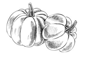 Vector hand drawn vegetable Illustration. Detailed retro style hand-drawn pumpkins sketch. Vintage sketch element for labels, packaging and cards design.