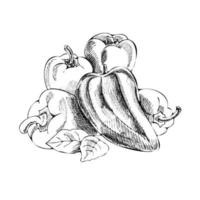 Vector hand drawn vegetable Illustration. Detailed retro style hand-drawn peppers sketch. Vintage sketch element for labels, packaging and cards design.