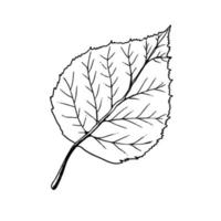 Vector hand-drawn leaf illustration. A detailed sketch of a leaf in the retro style. Vintage sketch element for the design of labels, packaging and postcards.