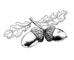 Ilustración de vector dibujado a mano de rama de roble. bellota y hojas elemento de diseño de boceto aislado sobre fondo blanco. Dibujo a mano alzada de tinta de símbolo botánico de otoño.