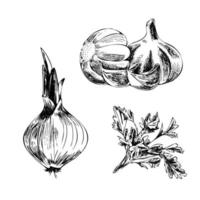 Hand-drawn agriculture and farm isolated design elements. Garlic, pea, parsley sketch vector illustration. Autumn harvest. Vintage illustration on a white background.