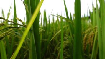 close up 250 fps câmera lenta orelha de arroz no campo de arroz com zoom out shot. video