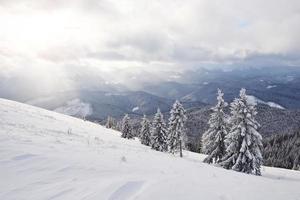 Majestic white spruces glowing by sunlight. Picturesque and gorgeous wintry scene. Location place Carpathian national park, Ukraine, Europe. Alps ski resort photo