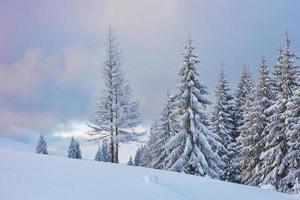 Great winter photo in Carpathian mountains with snow covered fir trees. Colorful outdoor scene, Happy New Year celebration concept. Artistic style post processed photo