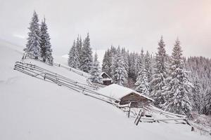 Cozy wooden hut high in the snowy mountains. Great pine trees on the background. Abandoned kolyba shepherd. Cloudy day. Carpathian mountains, Ukraine, Europe photo