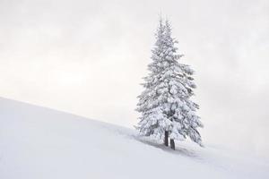 fantástico paisaje invernal con un árbol de nieve. Cárpatos, Ucrania, Europa foto