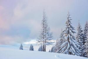 Great winter photo in Carpathian mountains with snow covered fir trees. Colorful outdoor scene, Happy New Year celebration concept. Artistic style post processed photo