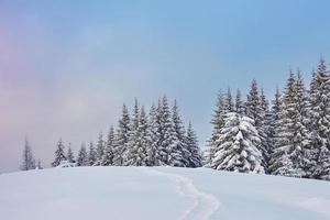 Majestic white spruces glowing by sunlight. Picturesque and gorgeous wintry scene. Location place Carpathian national park, Ukraine, Europe. Alps ski resort