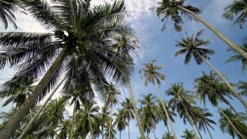 Walking and looking up in the coconut plantation video