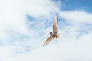 Arctic tern on white background - blue clouds photo