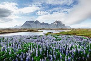 los pintorescos paisajes de bosques y montañas de islandia. altramuz azul salvaje que florece en verano foto