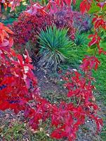 octubre crimson una escena de otoño en sam johnson park redmond o foto