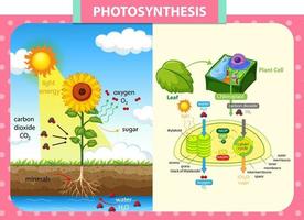 Diagram showing process of photosynthesis in plant vector