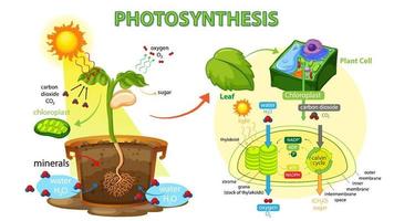 Diagrama que muestra el proceso de fotosíntesis en planta. vector