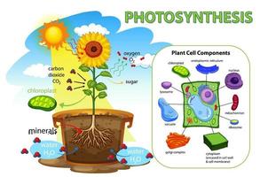 Diagram showing process of photosynthesis in plant vector