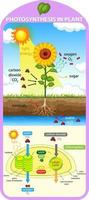 Diagram showing process of photosynthesis in plant vector