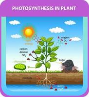 Diagram showing process of photosynthesis in plant vector