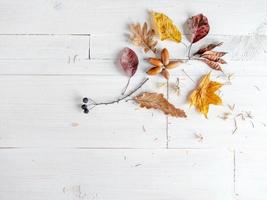 Autumn dried leaves of oak, maple, poplar, acorns, berries, copy paste photo