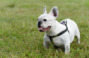 White French bulldog standing on outdoor lawn. photo