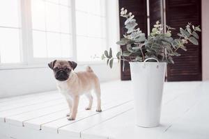Pug puppy standing and looking at the camera
