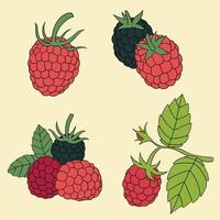 Doodle freehand outline sketch drawing of raspberry fruit collection. vector