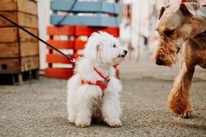 un pequeño perro faldero blanco con una correa roja saluda a un perro marrón adulto. foto