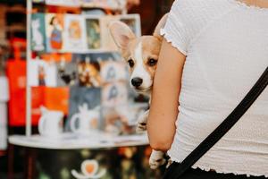 un cachorro de corgi en los brazos de una mujer. caminar en el parque de la ciudad en un día de verano foto