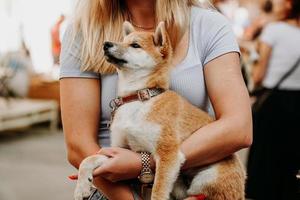 mujer sostiene un cachorro de akita en sus brazos. pasear con su mascota en un día de verano foto