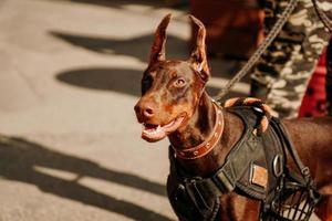 Doberman pinscher adulto marrón con cuello. día de mascotas en el parque de la ciudad. foto