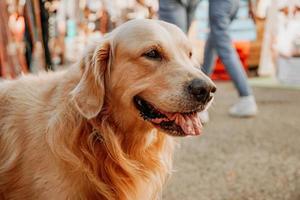 Golden retriever. Portrait of a pet at the city pet festival. Summer sunny day
