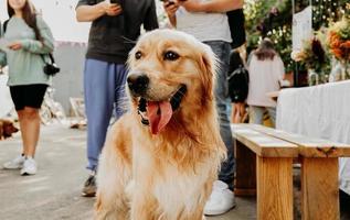 Golden retriever. Portrait of a pet at the city pet festival. Summer sunny day photo