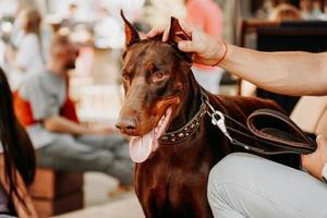 Brown adult Doberman pinscher with a collar. Pet day in the city park. photo
