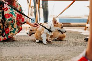 un hermoso perro corgi. mascota feliz, retrato de un corgi dorado foto