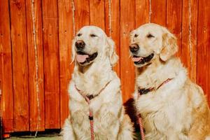 Dos perros perdigueros de oro adultos en el fondo de una valla rústica foto