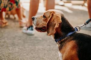 beagle adulto en el fondo de las personas. mercado de perros