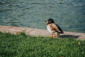 A duck next to green grass and a pond on a warm sunny day photo